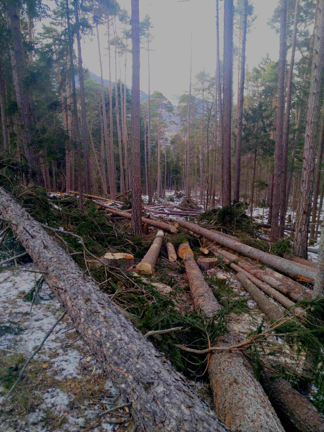 Durchforstungsarbeiten im Bestand