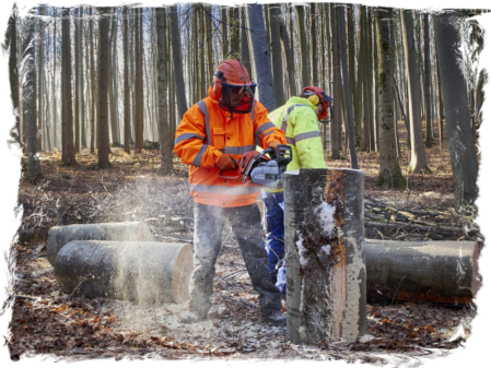 Persönliche Schutzausrüstung für Waldarbeiten